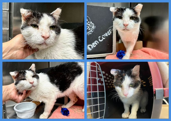Oldie Jackson with the wonky ear
needs some love &amp; some cheer!
This poor #NewYork cat 
is not well &amp; that is that!
He survived against all odds &amp; more
so pledge &amp; get him out the door! 🙏
Tag <a href="/LOVE_CATS_ONE/">Nathalie Ⓥ 𓃟 #Pigoneer</a> with pledges!
VERY URGENT! 
nycacc.app/#/browse/103245