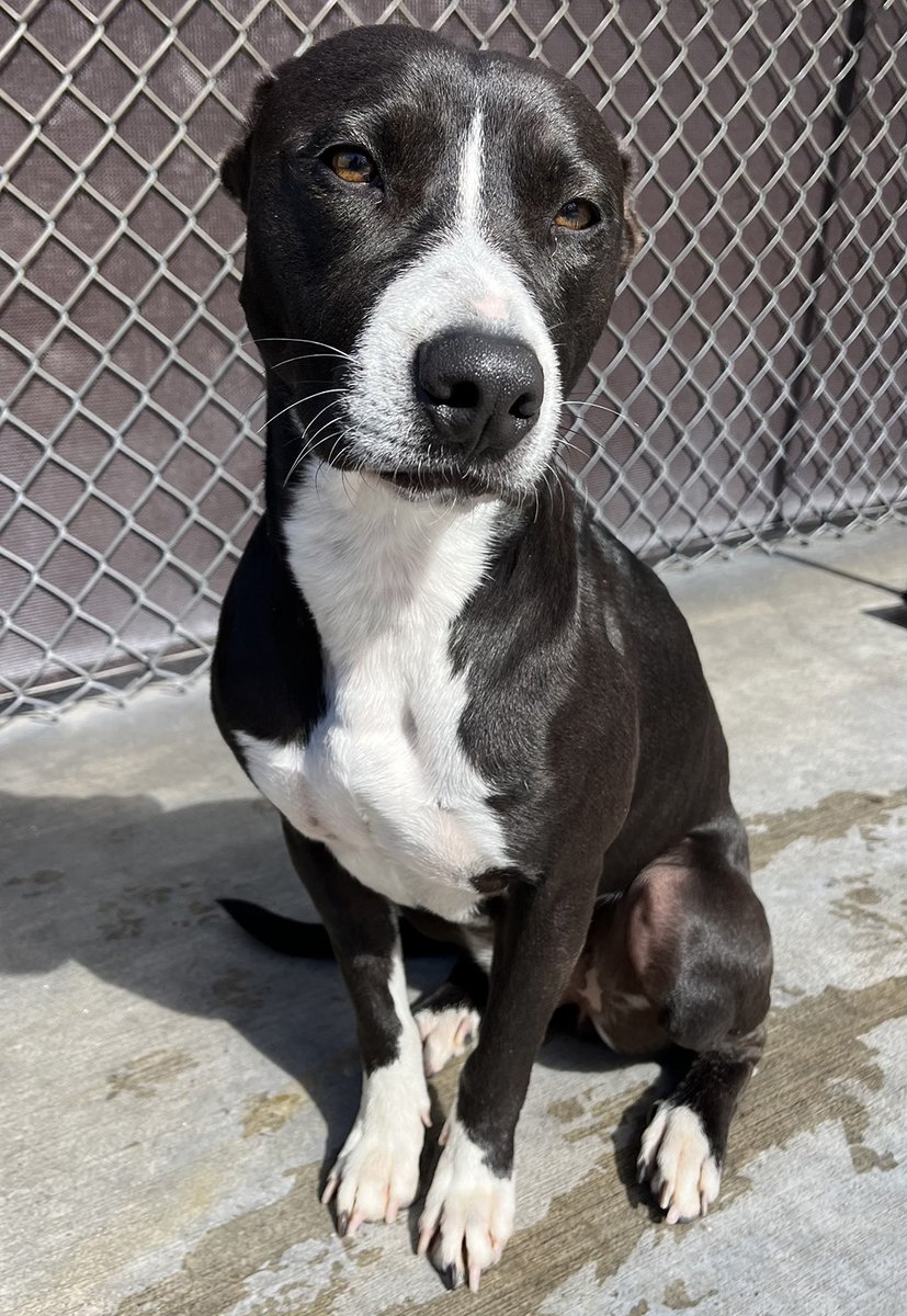 animalkeepersd's tweet photo. Featured Friday is Stella!
Favorite Toy: Hedgehog
Obsession: Day Camp
Naughtiest Deed: Loves getting into the trash
Pet Peeve: Not getting attention
#ak #animalkeeper #petprofile #feature #featuredpet #featuredpets #featureddogs #featuredfriday #fridays #tgif #tgiff #stella https://t.co/WmZ68OqIYv