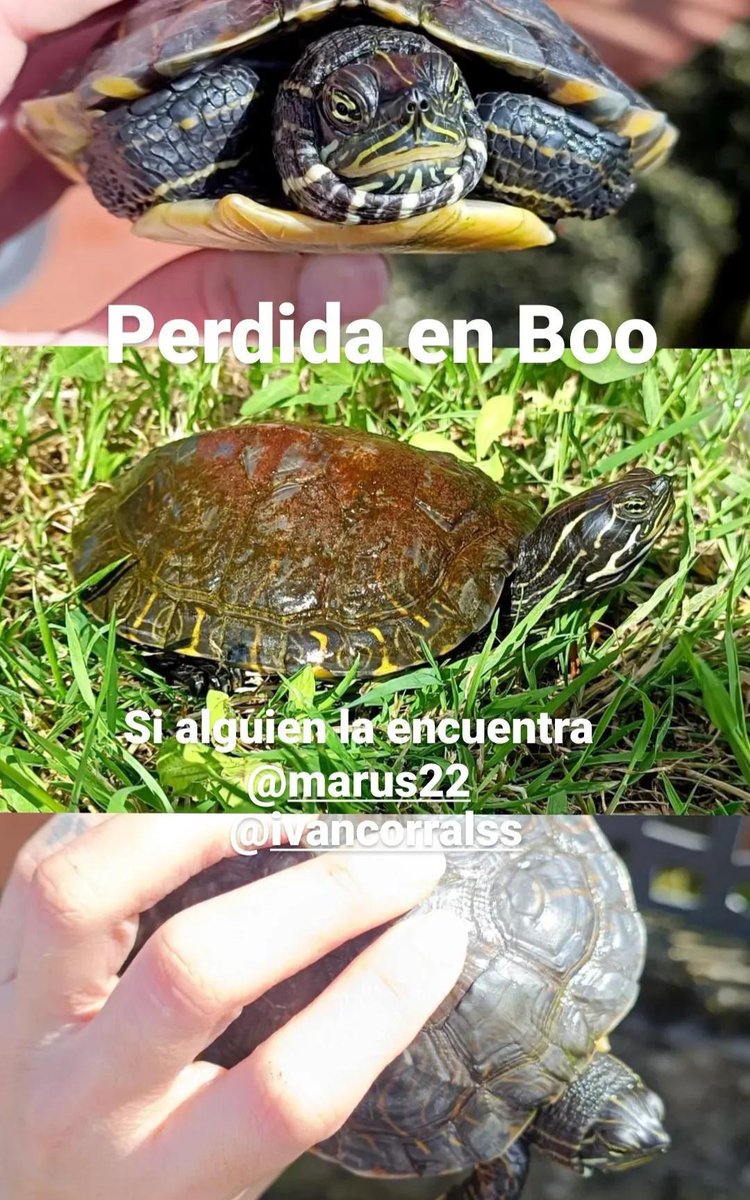 Asociación Piélagos Norte tweet media
