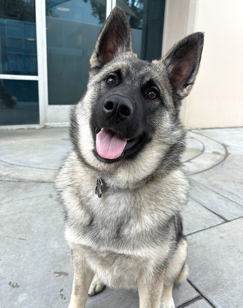PetSuitesOC's tweet photo. Tucker
Favorite Toy: Stuffed rabbit
Obsession: Playing with paper towels
Naughtiest Deed: Pulling up sod
#ps #petsuites #oc #ocdogs #ocpets #alisoviejodogs #petprofile #feature #featuredpet #featuredpets #featureddogs #featuredfriday #fridays #tgif #tgiff #tucker https://t.co/25Imywopz0
