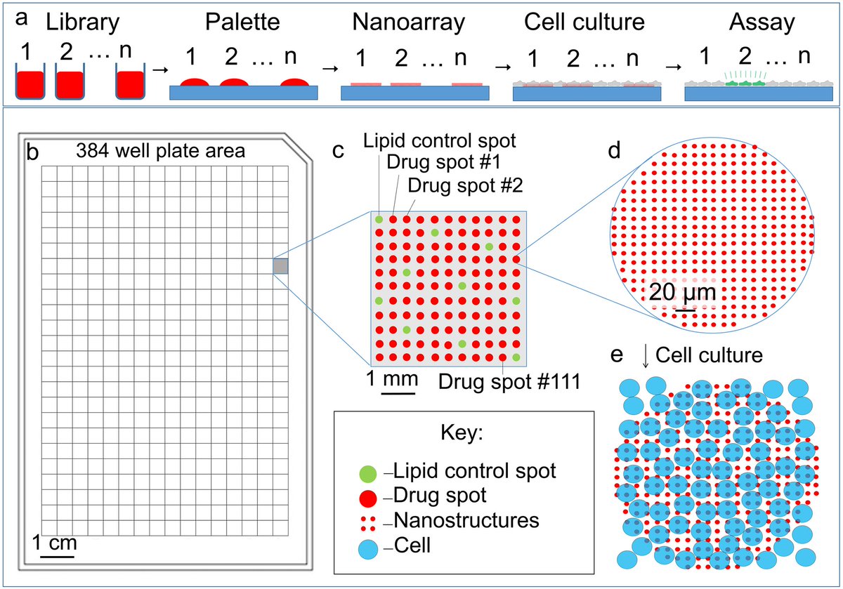Scalable lipid droplet microarray fabrication, validation, and screening
doi.org/10.1371/journa…