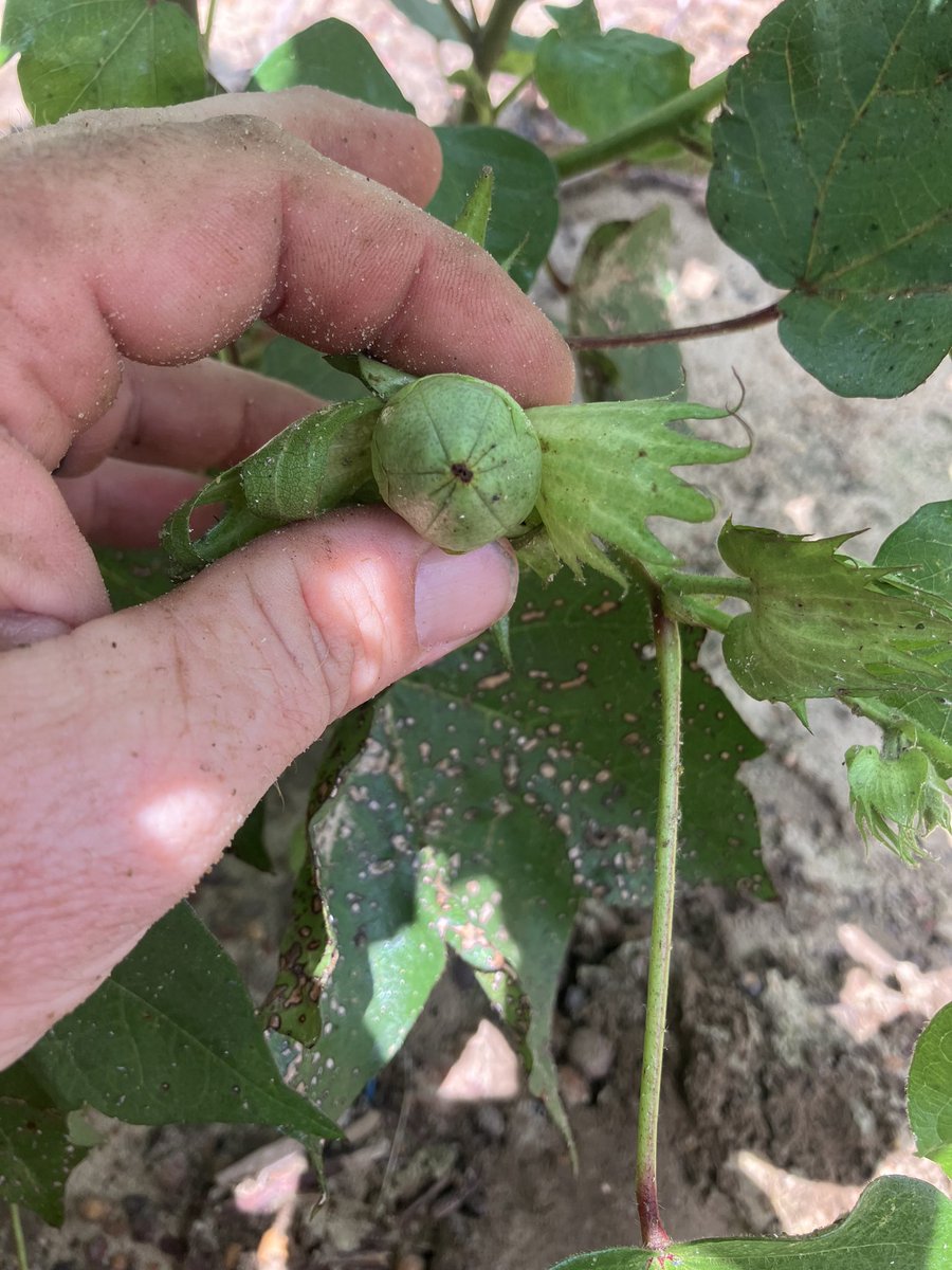 My first 6 loc boll of ‘24