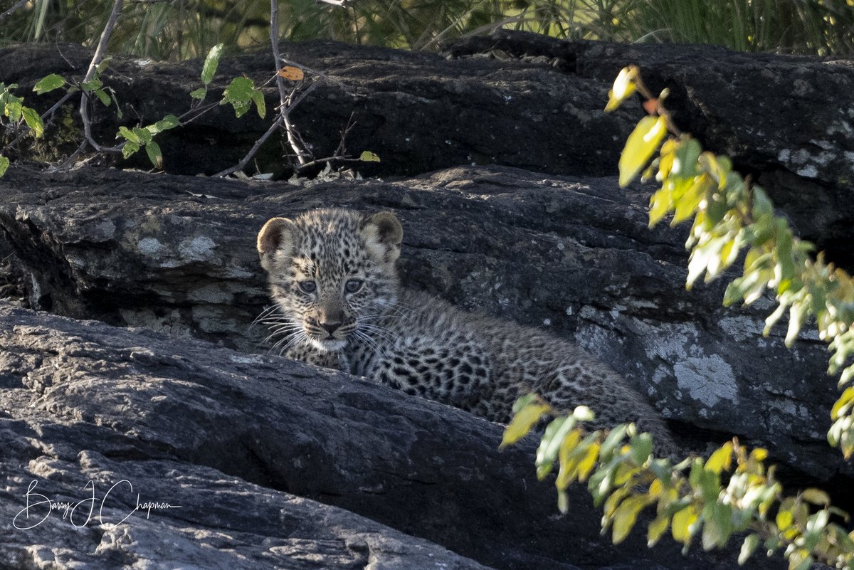 KichecheCamps's tweet photo. Spot of the Week @KichecheCamps - Fruits of their Labour https://t.co/0xdmqBNOUo

In any ballot of feline candidates, leopards will always get a majority. These dappled cats have obsessed safari fans and pollsters for years, particularly Barry and Rachel Chapman. https://t.co/PM7z8GWnrv