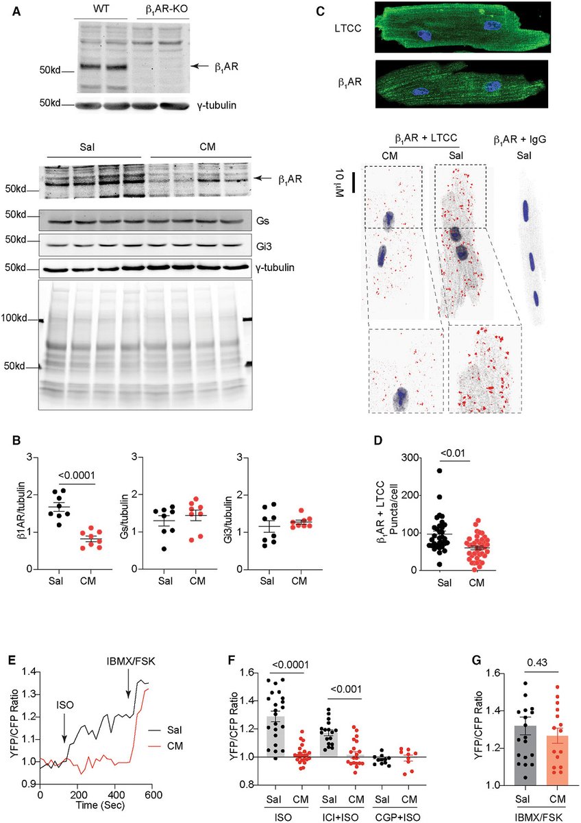 JAHA_AHA's tweet photo. Read about how chronic stress reduces access of norepinephrine to internal β1 adrenoceptor but not receptor levels at the sarcoplasmic reticulum in hearts.

Then go outside and take a deep breath. #AHAJournals @UCDAVISPharmac1 https://t.co/n8lhOd1lG5 https://t.co/c3GHvZ7LGI