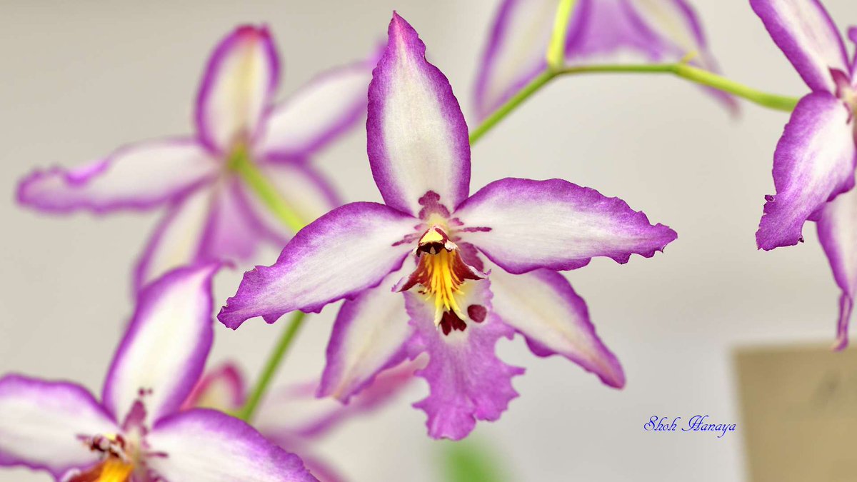 Shoh_Hanaya's tweet photo. Alcra.
 Donald Halliday
  'Smile Eri'

2/2
アリセアラ Aliceara(Alcra.)
#世界らん展2024 #世界らん展 
#Orchids #flowers #orchidshare https://t.co/84UOKtea46
