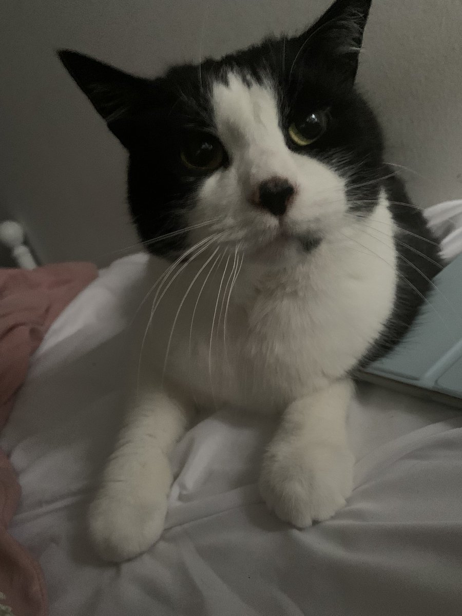 denpafish's tweet photo. Can my cat get retweet pls or he cry  he want to go viral he just told me https://t.co/itCm7dLIiH