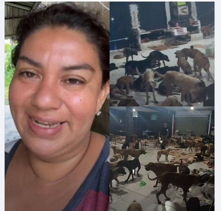 Pet's Life Community tweet media