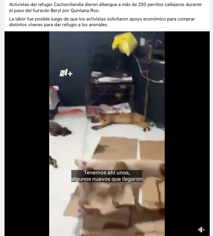 Un Huracán como Beryl, saca del fondo del alma lo mejor de las personas.
¡Todo México abraza a Yuli Lázaro y los héroes de Cachorrilandia, que abrieron sus puertas a los perros de la calle en Quintana Roo durante el Huracán!
CONFIANZA EN LA HUMANIDAD: ¡RESTAURADA!