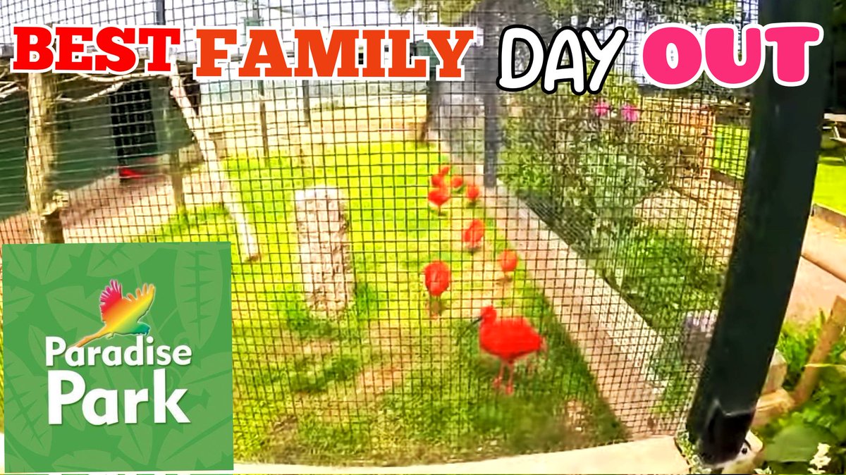 I had my first visit to paradise park in Cornwall. Come check out my in-depth video around the park. I have loads more to come youtu.be/4HR7hmVCfgU?si… #paradisepark #wildlife