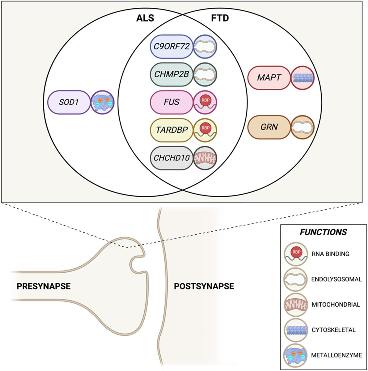 FTD and ALS share overlapping genetics and pathologies. Clayton et al. summarise recent evidence suggesting that presynaptic dysfunction is an early and common event in both diseases, and could represent a target for future disease-modifying therapies. tinyurl.com/whj2t9w8