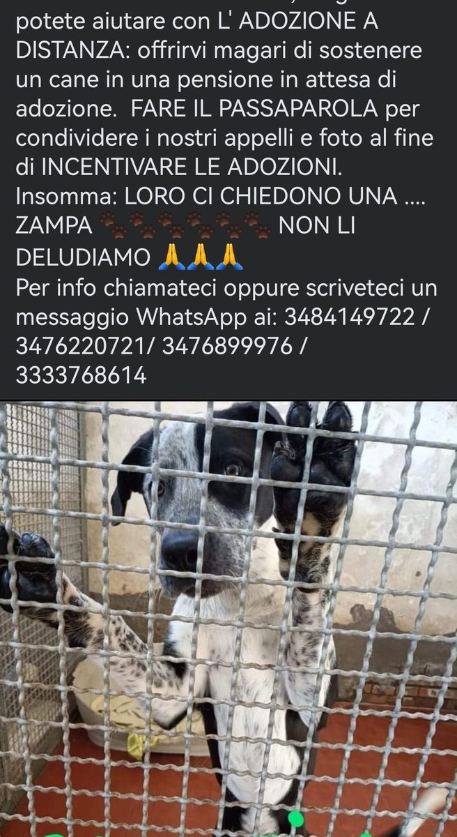 MonicaOrsini8's tweet photo. #Urgentissimo per Rolex sta per essere trasferito in un #canile definitivo! Se non puoi #adottare #condividi potresti salvargli la vita! Si trova a #Rieti #Lazio #SosCani #AdoptDontShop #adottami #canicercacasa #adozionecani #adottanoncomprare #adottauncanedalcanile ☎️👇🏻 https://t.co/1iLz7V7Grk