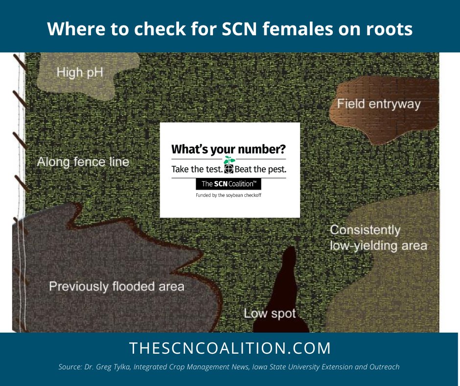 When scouting for #SCN females, experts say #soybean #farmers should look where the pest could be introduced: field entryways, fence lines, where windblown soil accumulates, and areas with unexplained #yield loss, high pH or flooding. Learn more: bit.ly/4cBg2ck.