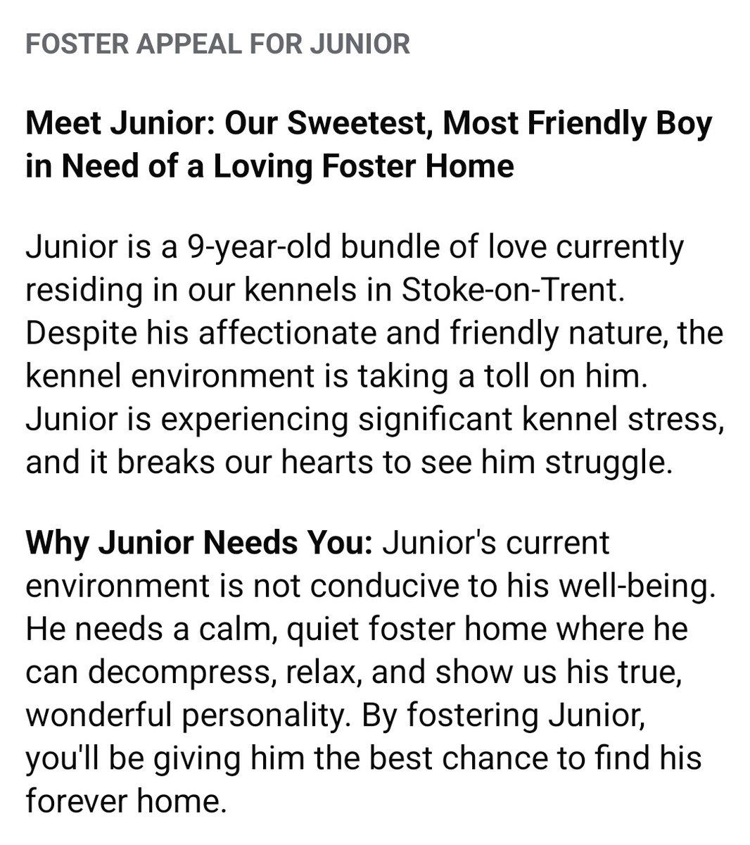 SeniorStaffy's tweet image. Good evening Staffy Lovers!
We need your help please 🙏 
We are desperately in need of a foster home for our beautiful boy Junior. Sadly he's super stressed in kennels and not coping well 😪 can you help? Read below for more info of being a foster pawrent ❤️ #TeamZay #FosterMe ❤️