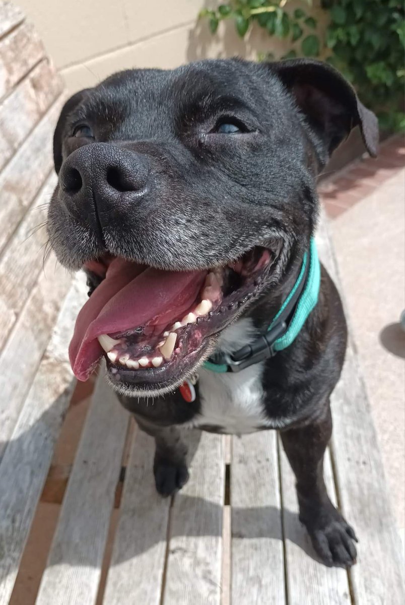 SeniorStaffy's tweet image. Good evening Staffy Lovers!
We need your help please 🙏 
We are desperately in need of a foster home for our beautiful boy Junior. Sadly he's super stressed in kennels and not coping well 😪 can you help? Read below for more info of being a foster pawrent ❤️ #TeamZay #FosterMe ❤️