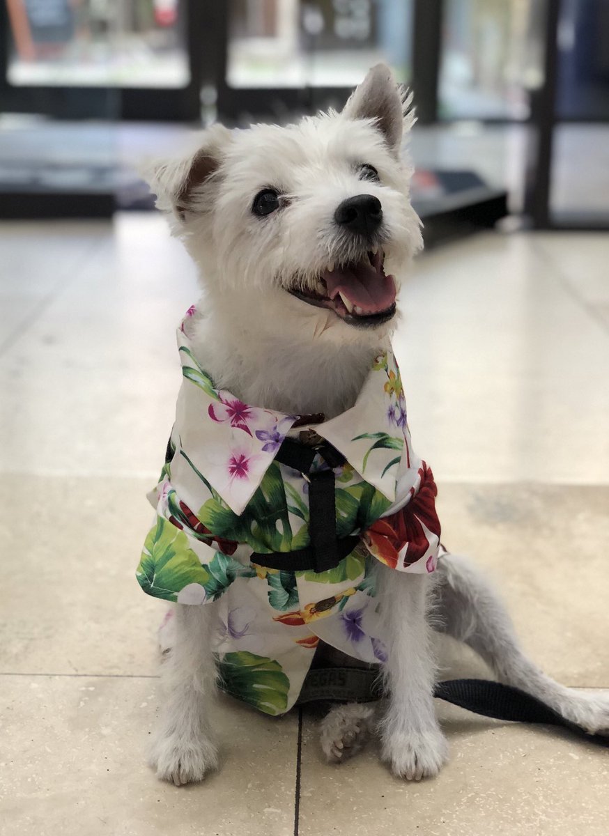 Bark-André 🌈 tweet media