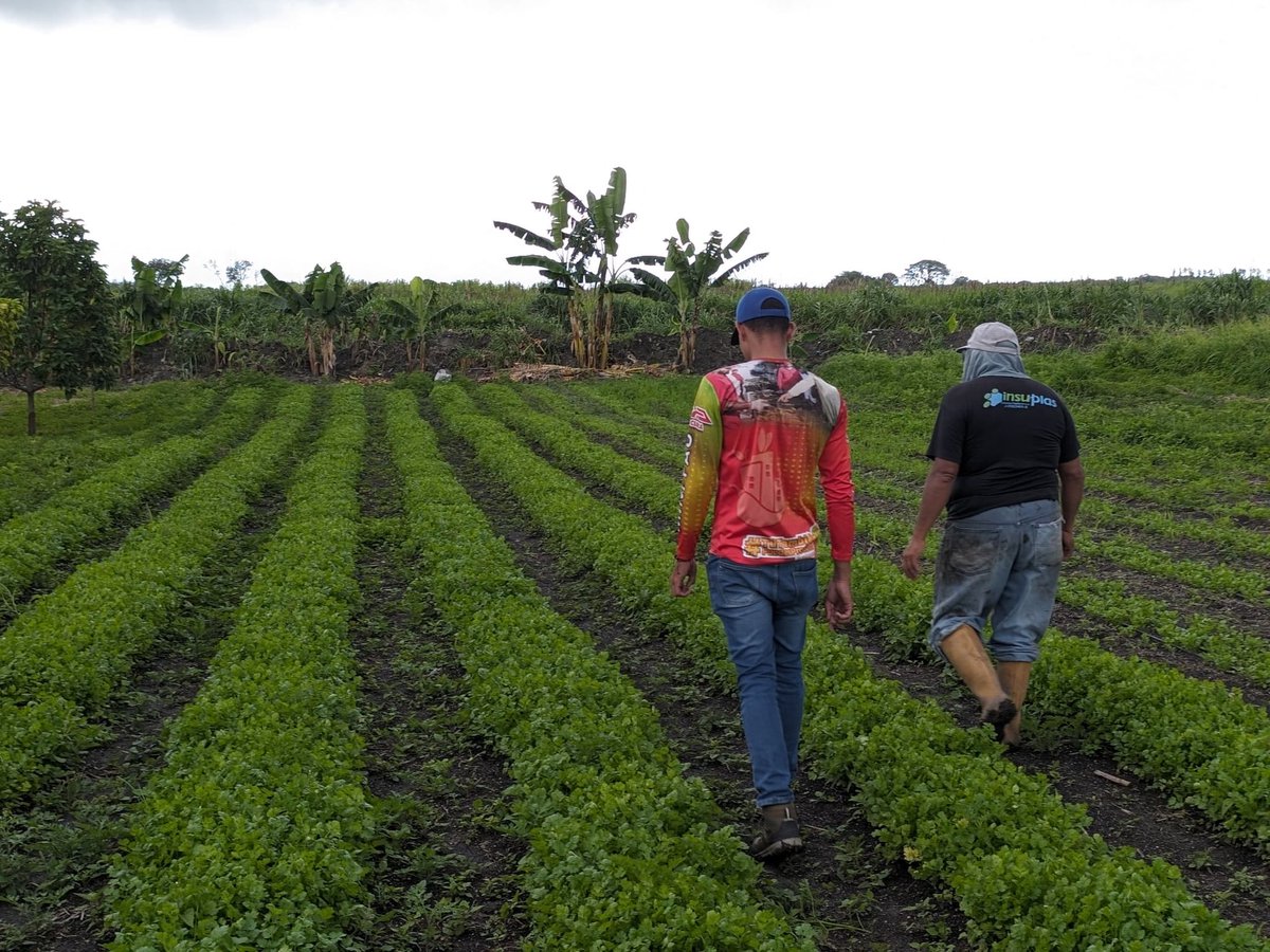 Viceagrourbana's tweet photo. ✅ Desde el mpio. los Guayos edo. #Carabobo visitamos el Frente Conuquero Basilio Aponte, ubicado en el sector cascabel, donde se observó
cultivos de ají, pimentón, cilantro, yuca, maíz, plátano, cambur y auyama

#AyerHoyYSiempreIndependientes https://t.co/mKe7uK7vfk