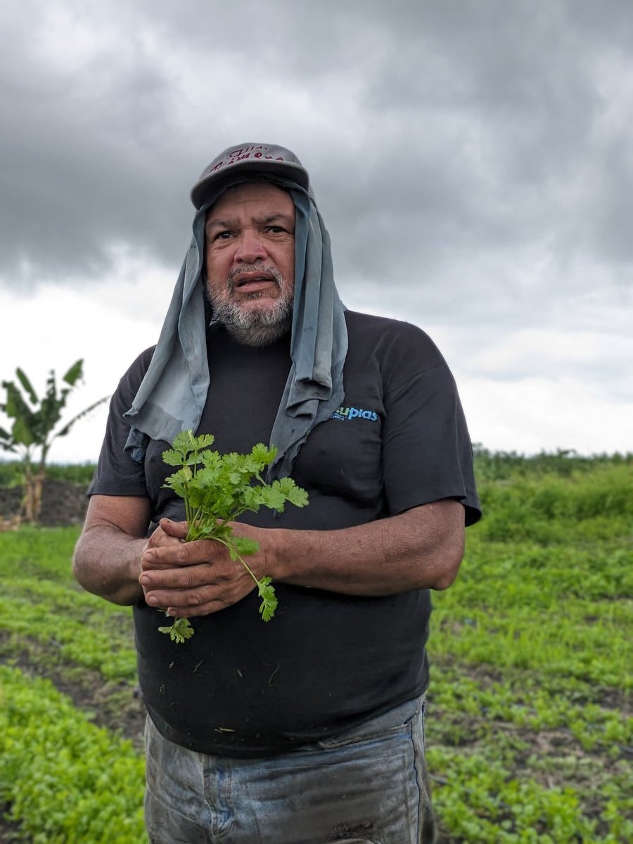 Viceagrourbana's tweet photo. ✅ Desde el mpio. los Guayos edo. #Carabobo visitamos el Frente Conuquero Basilio Aponte, ubicado en el sector cascabel, donde se observó
cultivos de ají, pimentón, cilantro, yuca, maíz, plátano, cambur y auyama

#AyerHoyYSiempreIndependientes https://t.co/mKe7uK7vfk