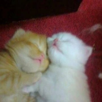 Punch Cat (@punchingcat) on Twitter photo 