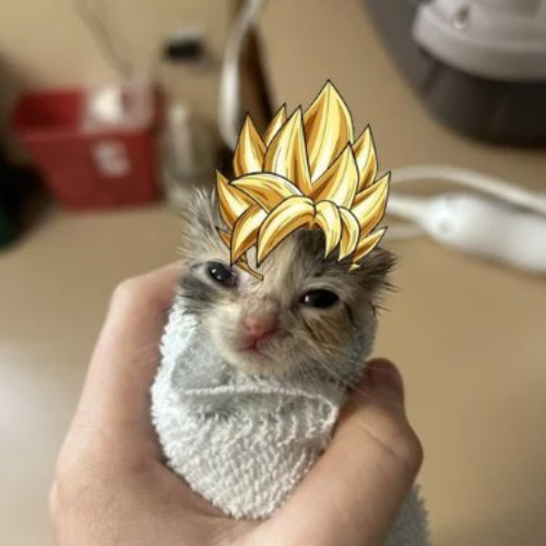 <a href="/notEezzy/">Eezzy 🧸</a> We are in a $saicat market! We are going supersaiyan

ca: 4DQshDi48YXs6BZHwyYDaMuWuCMYtheCwyw8gZ51pump