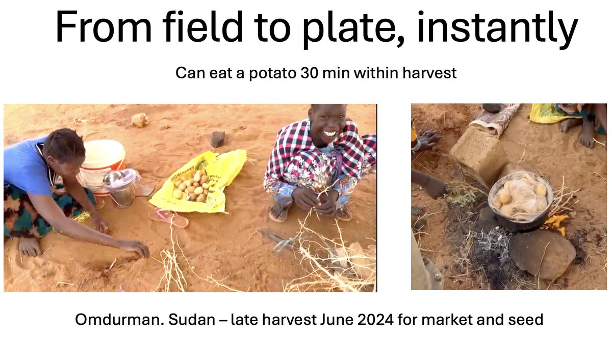 Preparing for #EAPR in Norway next week presenting on importance of #potato for #foodsecurity. Standing out, one can harvest a tuber and have satisfying, satiating and highly nutritious food within 30 min without doing anything further to do the tuber. No other staple rivals this