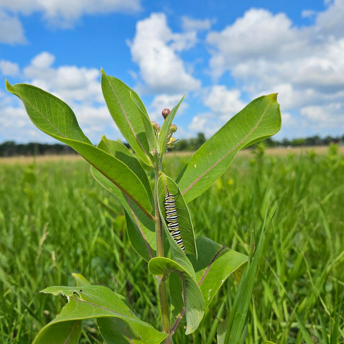 The prairie is bursting with life! Come out this weekend to see and smell all the beautiful things. Interpretive Centre open Saturday and Sunday 10am-5pm, trails open everyday dawn-dusk.