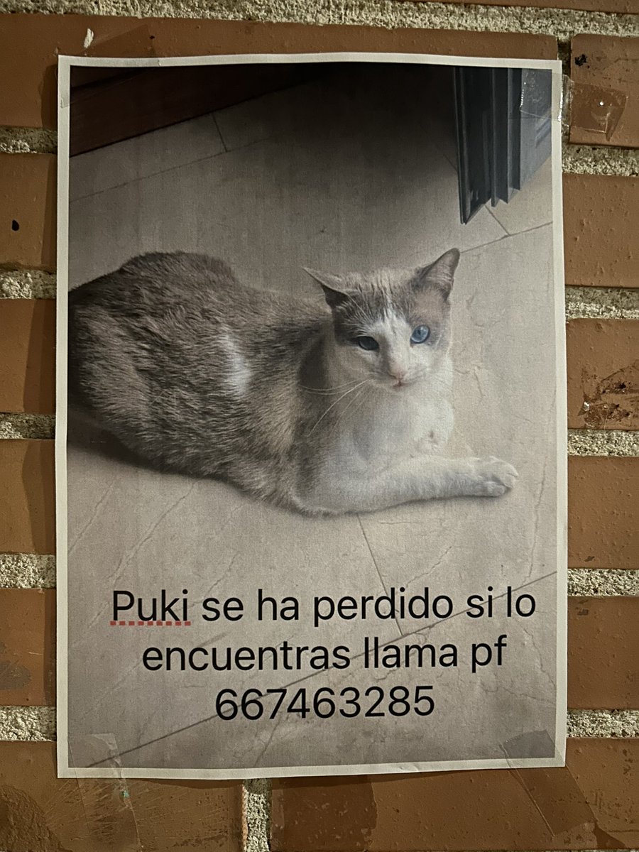 ¡Hola! Se ha perdido el gato de mi vecina por la zona de Alto de Extremadura (Madrid) RT porfis