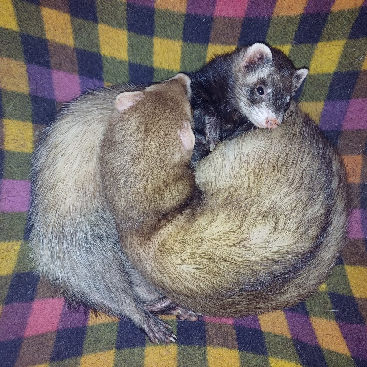 Cuddly time with Fergus and Zoe