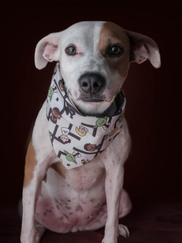 abrigojoaorosa's tweet image. Brianna é uma doguinha extremamente alegre, simpática, linda e cheia de energia. 😍
O sonho dela é ter uma família tão linda quanto ela e que a ame de montão. 

🥰 3 anos.
🥰 Porte médio.
🥰 Castrada e vacinada.