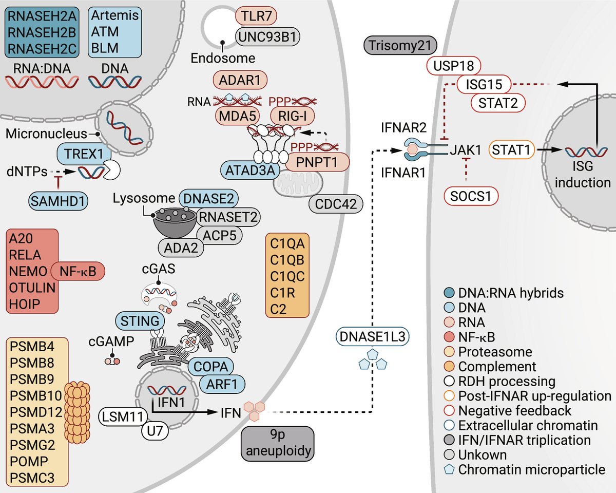Seth Thomas Scanlon (@immunoeditor) on Twitter photo Now in <a href="/SciImmunology/">Science Immunology</a>: @crow_lab & <a href="/casanova_lab/">Casanova Lab</a> #review the #human monogenic disorders underlying insufficient & excessive type I #interferon signaling. These disorders may inform prevention & treatment of #viral & #inflammatory #diseases! #IFN #PID
bit.ly/SciImm_adm8185 Now in <a href="/SciImmunology/">Science Immunology</a>: @crow_lab & <a href="/casanova_lab/">Casanova Lab</a> #review the #human monogenic disorders underlying insufficient & excessive type I #interferon signaling. These disorders may inform prevention & treatment of #viral & #inflammatory #diseases! #IFN #PID
bit.ly/SciImm_adm8185