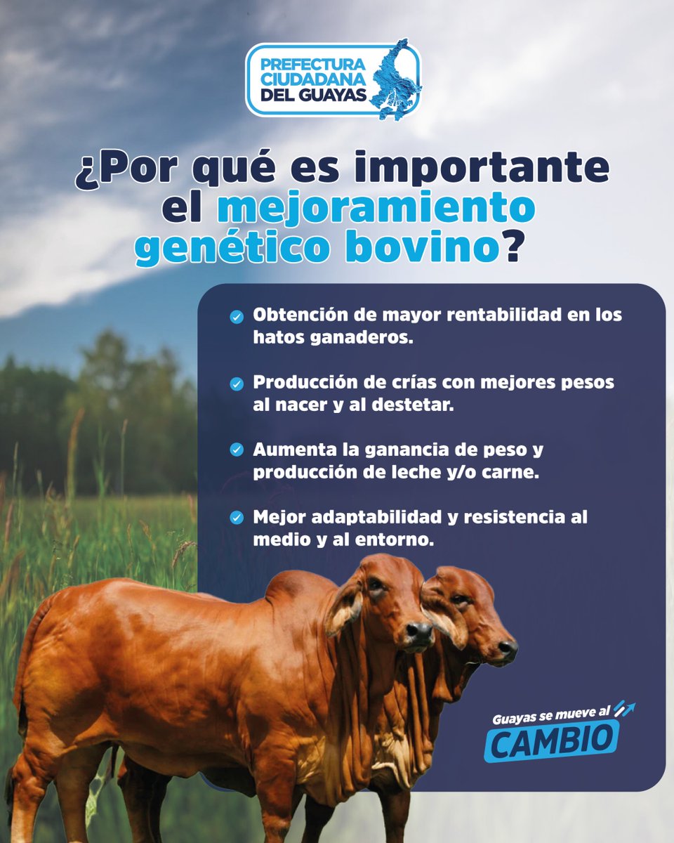 Guayas_Prod's tweet photo. ¡Prefectura ciudadana del Guayas apuesta por el sector ganadero de la provincia!

Te mostramos la importancia de mejorar la genética de tu ganado bovino.🐄

Juntos podemos convertir a Guayas en una potencia  ganadera.

#GuayasSeMueveAlCambio https://t.co/nWLMKRJtkG