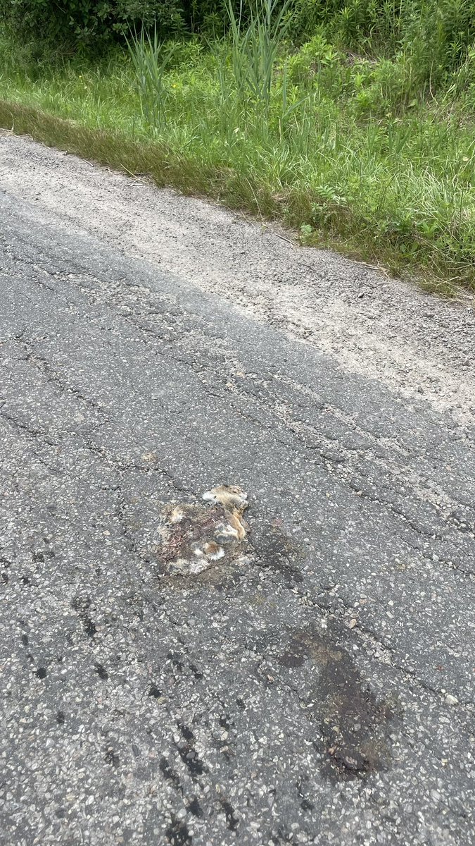 claudiahung's tweet photo. Let’s explore the carnage on Lakeridge with the increased traffic after @TownOfAjax decides to Range Road (all  fresh from TODAY; chipmunk was killed too but traffic was too heavy to photograph): https://t.co/1OTOfXzoZJ