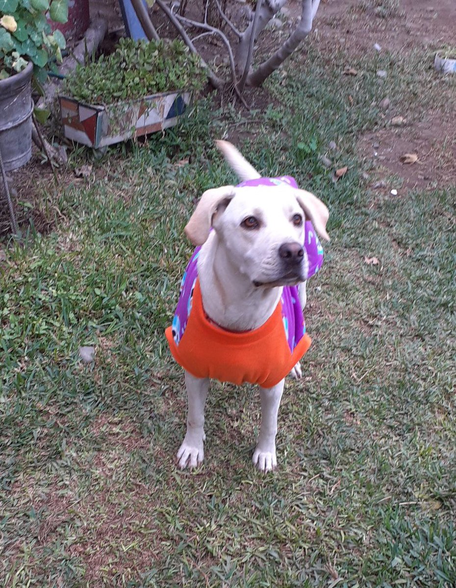 ticnt_'s tweet photo. La van publicando más de 2 añosy nadie la quiere. La encontraron de cachorra, la botan de jardines y la señora que le ofreció temporal, falleció:(

Ayuden a conseguirle familia, vecinos la quieren dormir > 986048308

Esa es su edad, 2, ya está esterilizada y vacunada

Lima 📍 https://t.co/3XlBqCWKGX
