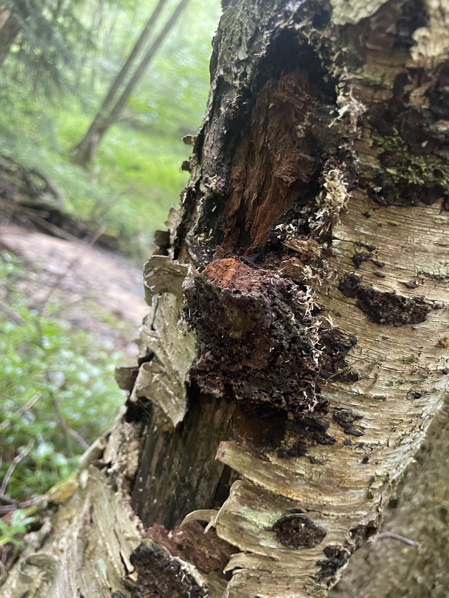 Sara Nics tweet media