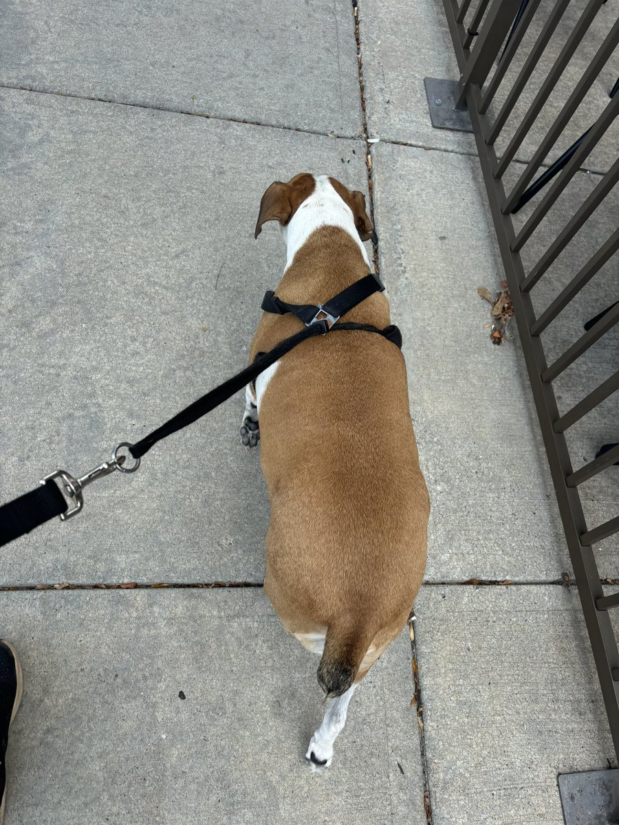 TokenandFriends's tweet photo. Mia was not a fan of the fireworks 🎆 yesterday, but she was a fan of getting out on the town and strutting her stuff today! 💃

She loved having her normalcy back! Just look at that smile 😃 https://t.co/ANwgoF0hZl
