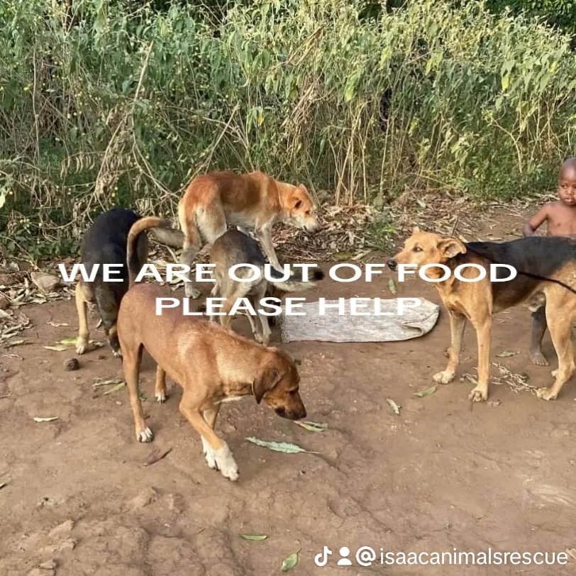 Isaac Animals Rescue (@isaacanimals) on Twitter photo 