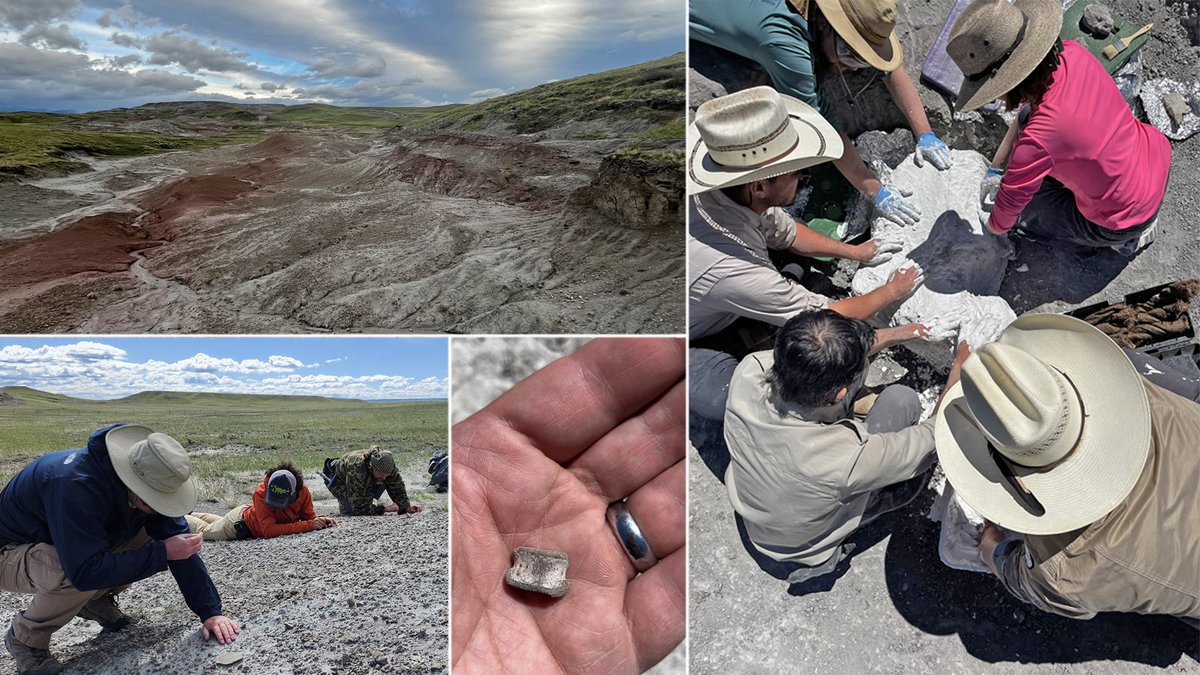 Happy #FossilFriday! This field season began with an expedition to the #Cretaceous Two Medicine Formation where the state #fossil, #Maiasaura, was found. Exciting new discoveries are still being made in this area, including #dinosaur eggs, nests, skeletons, &amp; more!
