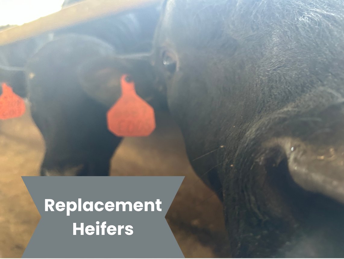 Are you planning to save replacement heifers to build your cowherd?  Learn more about developing your next generation of cows here:  agproud.com/articles/59809…