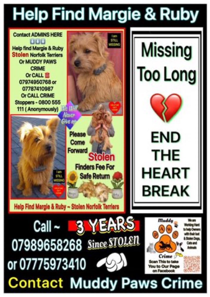 Over 3 years since these precious girls were last seen 😢
Margie &amp; Ruby were stolen on 24th June 2021 from their farm between Landrace &amp; Pillaton in SE #Cornwall #PL12 
Someone somewhere knows where they are.Please help get them home 🙏
#FridayFeelings #NorfolkTerriers 
#Cornwall