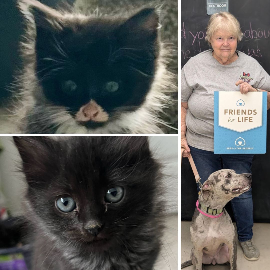 CARE Humane Society™ tweet media