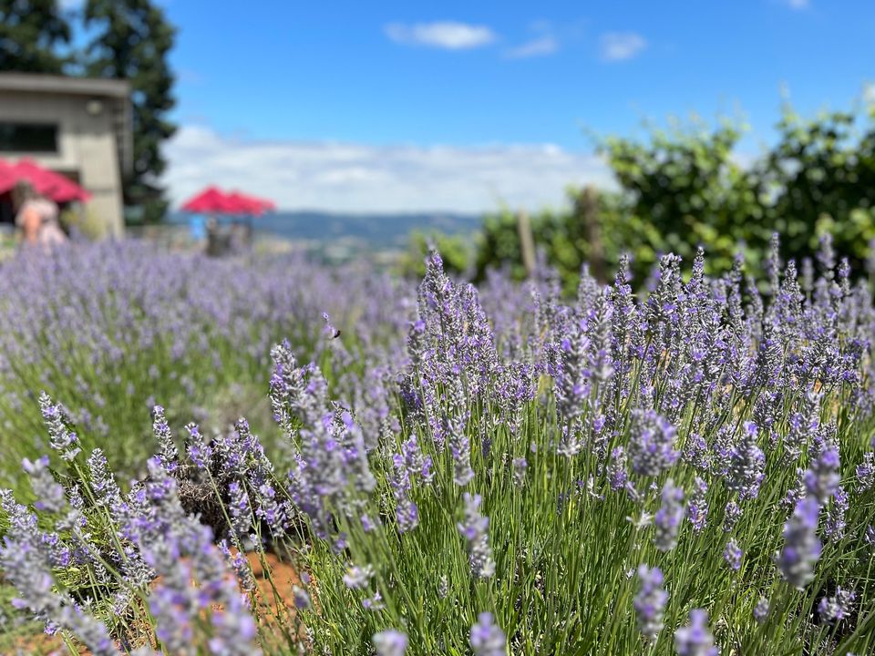 langewinery tweet media