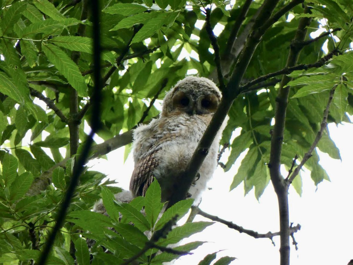 Sam Harris tweet media