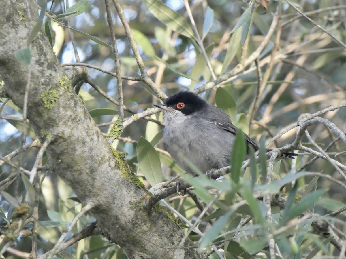 Sam Harris tweet media