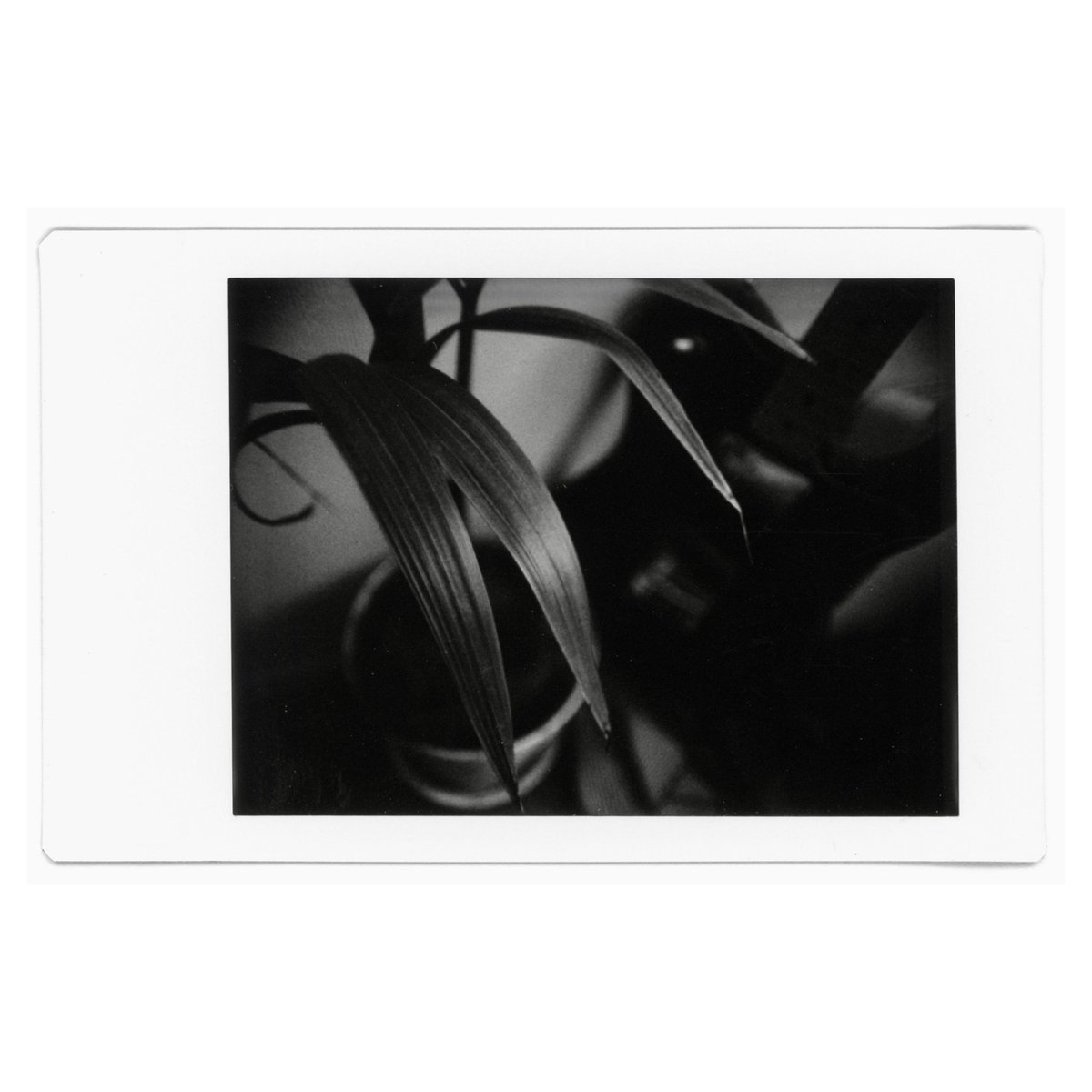 Shj3D's tweet image. Telecaster
#instax #チェキ
#nonssl42 #nons #nonscamera