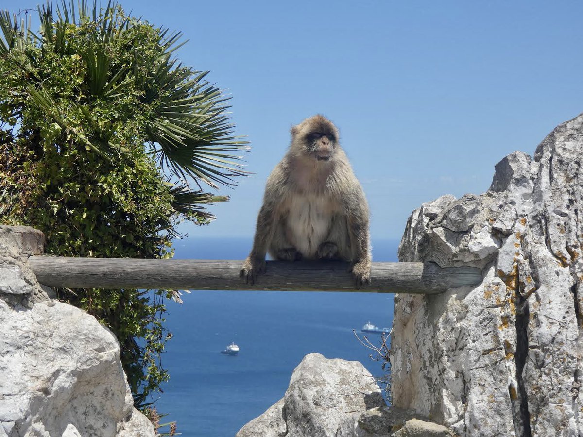 Sam Harris tweet media