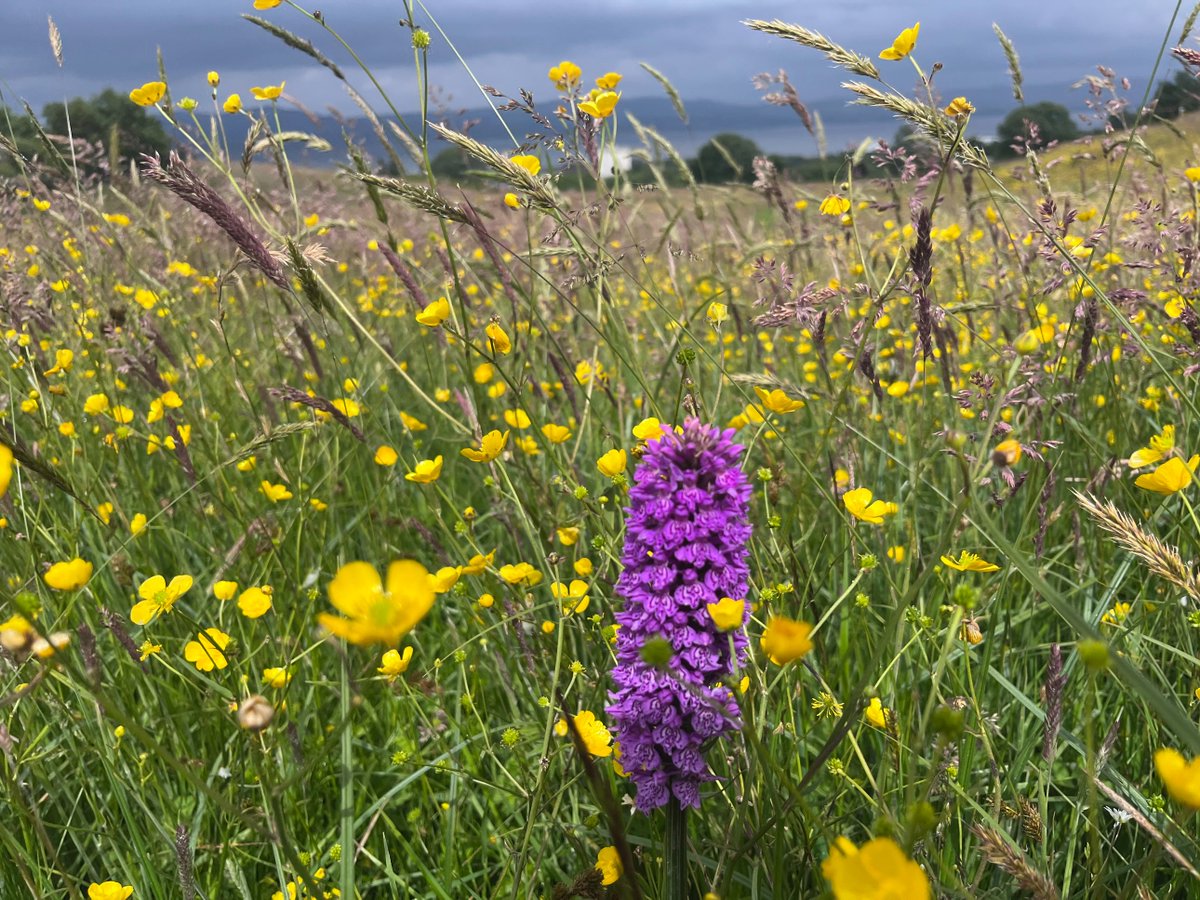 Rory_GCRGN's tweet image. Maukinhill grassland in #Greenock looking fantastic! These spectacular meadows were created after development work by @GCVGreenNetwork &amp;amp; partners @GreenActionT @inverclyde. Part of an emerging suite of 20 sites in a #NatureNetwork by the Clyde estuary in 2024 #nationalmeadowsday