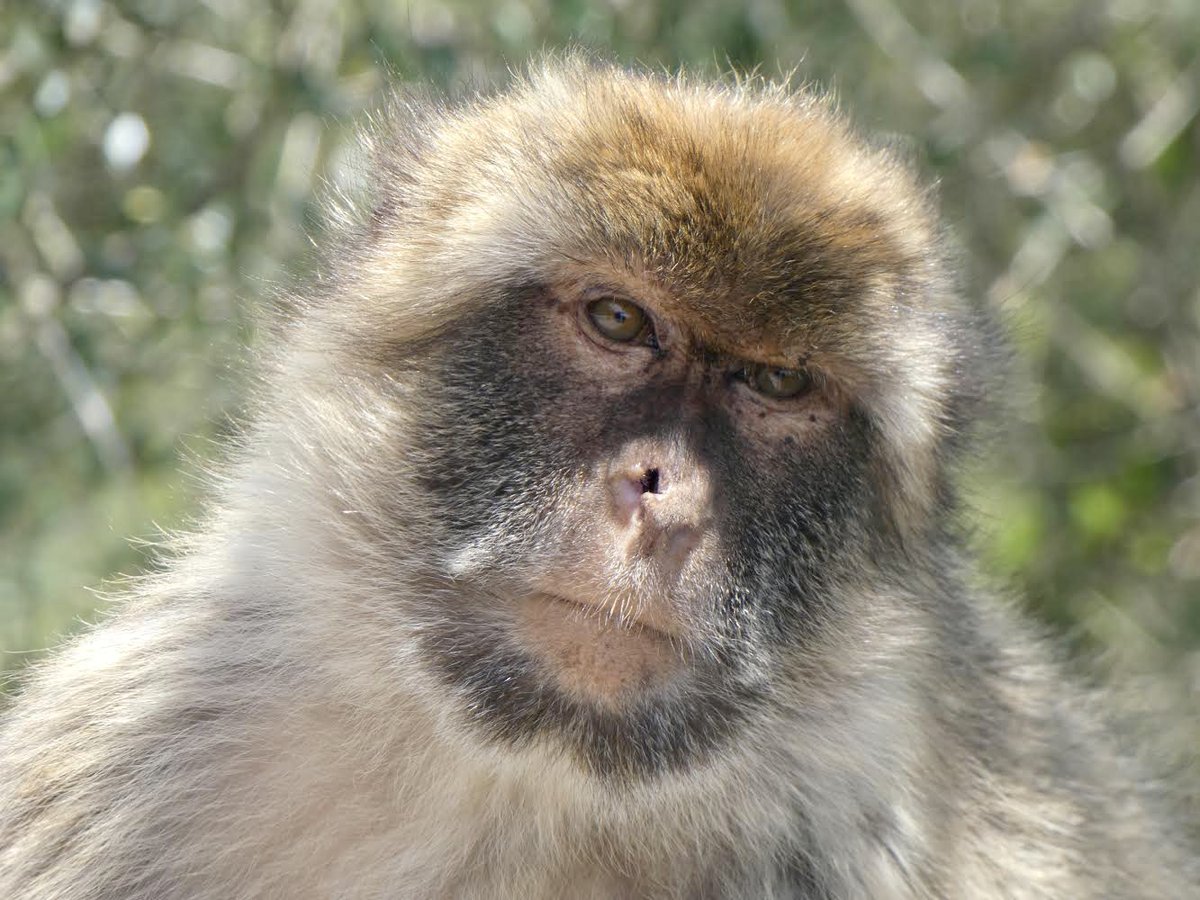 Sam Harris tweet media