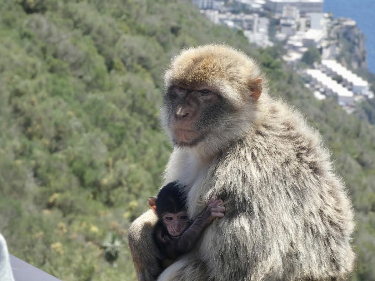 Sam Harris tweet media