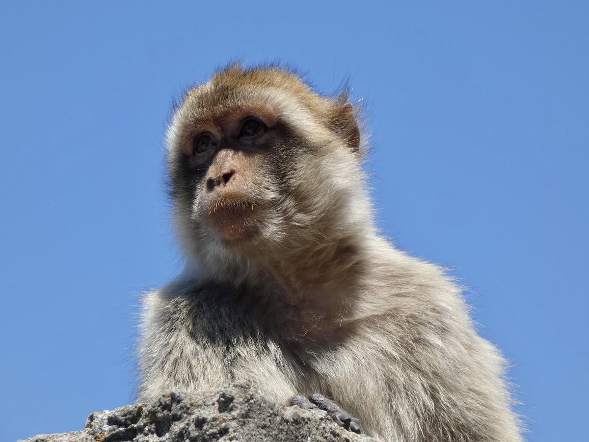 Sam Harris tweet media