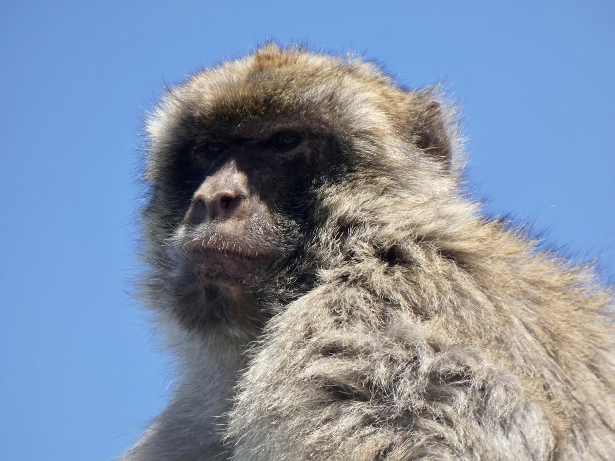 Sam Harris tweet media