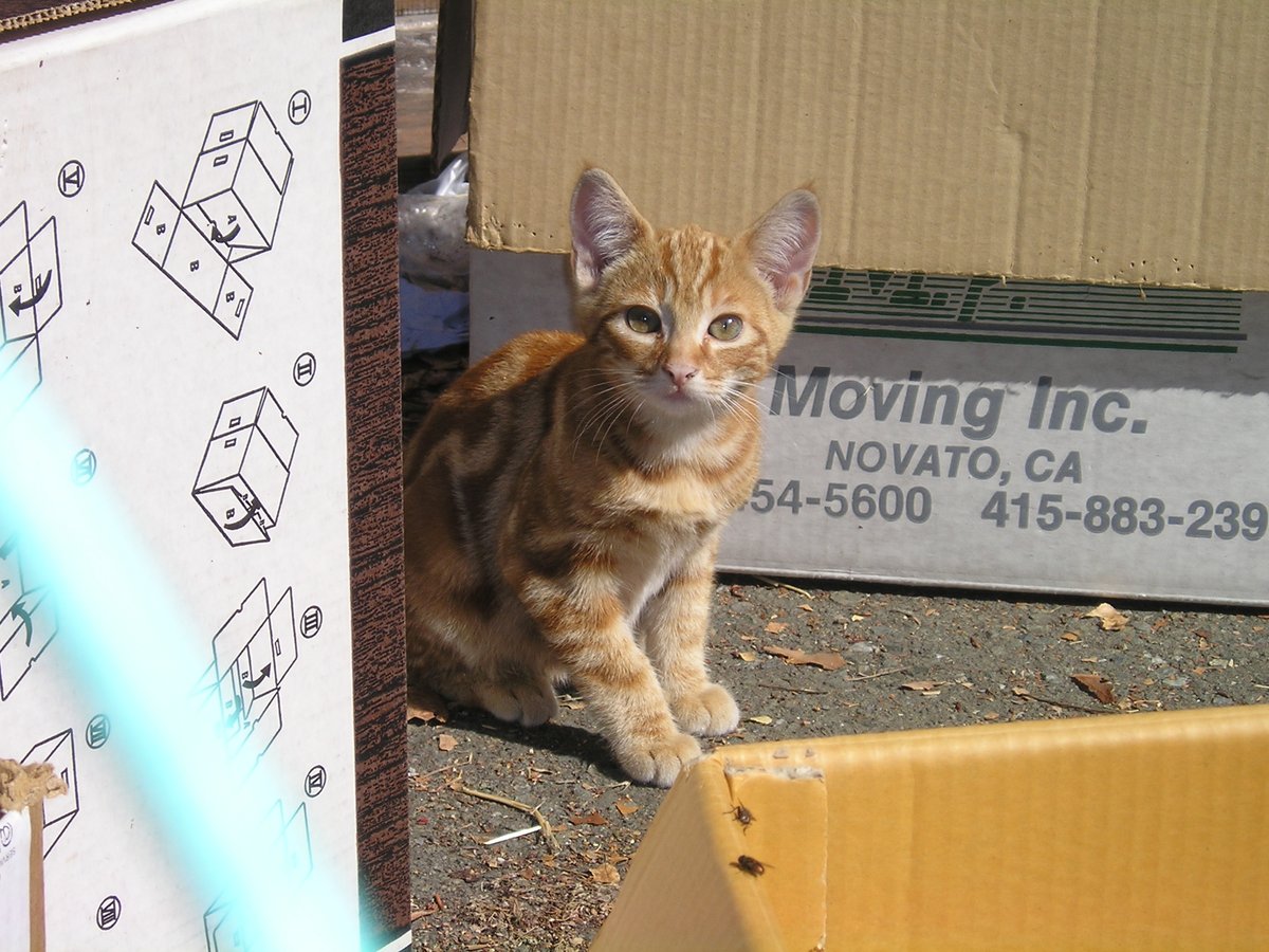 roguecats7's tweet image. Dear #CatTwitter, 18 years ago today I first saw this little guy, staring solemnly at me with his littermates &amp;amp; their very feral mama. 
He&apos;s the only one left now &amp;amp; still as sweet a cat as ever lived. Can I get a few good wishes for my darling lil old man Goldy? 🧡🧡🧡